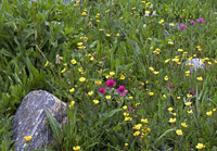 Mountain Wildflowers 2911